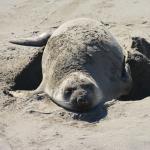 Cambria_2015_0158 (November 07, 2015)